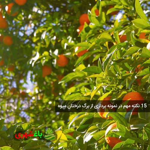 ۱۵ نکته مهم در نمونه برداری از برگ...