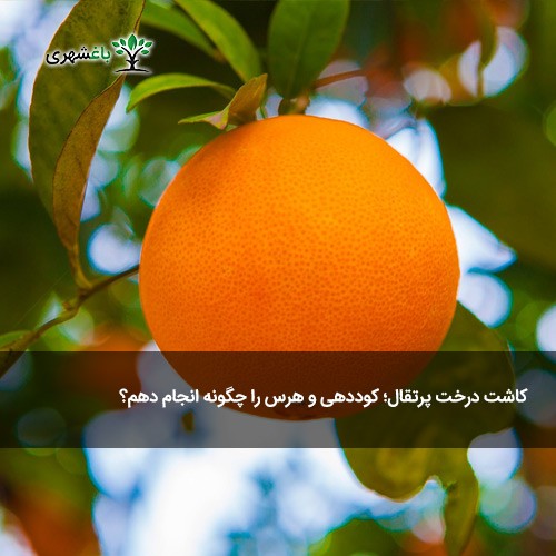 کاشت درخت پرتقال؛ کوددهی و هرس را چ...
