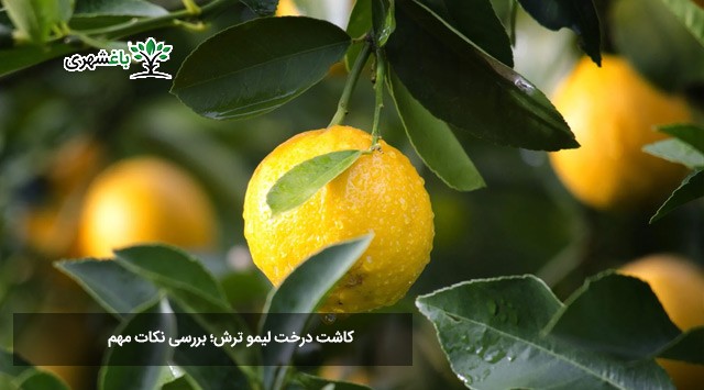 کاشت درخت لیمو ترش؛ بررسی نکات مهم