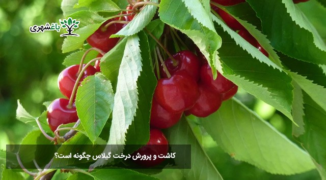 کاشت و پرورش درخت گیلاس چگونه است؟