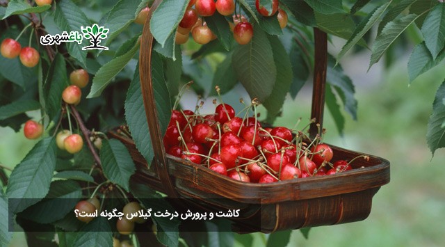 کاشت و پرورش درخت گیلاس چگونه است؟