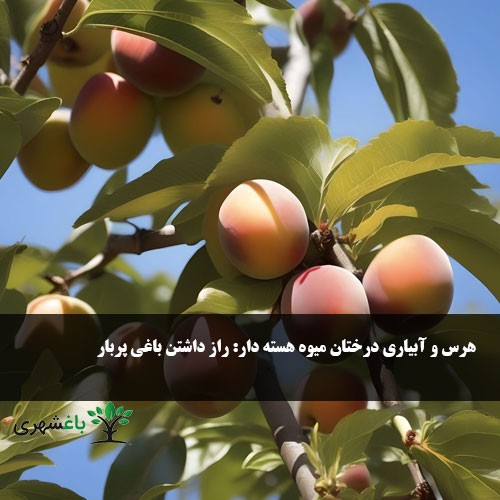 هرس و آبیاری درختان میوه هسته دار:...